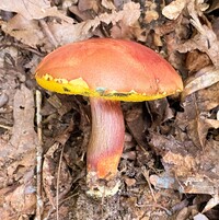 Pulchroboletus sclerotiorum image