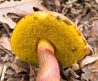 Pulchroboletus sclerotiorum image