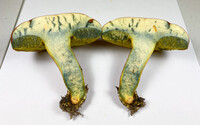 Pulchroboletus sclerotiorum image