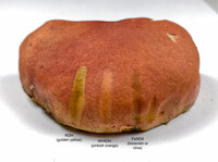 Pulchroboletus sclerotiorum image