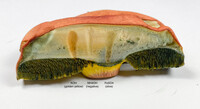 Pulchroboletus sclerotiorum image