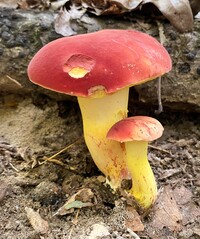 Boletus roodyi image