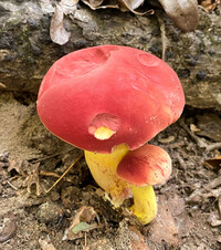 Boletus roodyi image