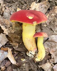 Boletus roodyi image