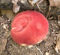 Boletus roodyi image