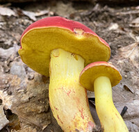 Boletus roodyi image