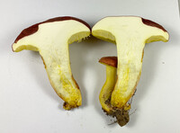 Boletus roodyi image