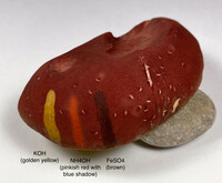 Boletus roodyi image