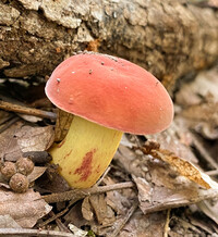 Boletus roodyi image