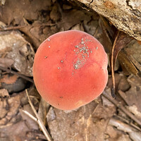 Boletus roodyi image