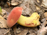 Boletus roodyi image