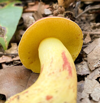 Boletus roodyi image