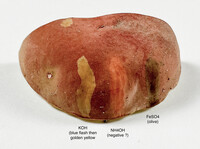 Boletus roodyi image