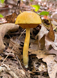 Pulveroboletus curtisii image