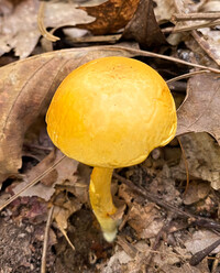 Pulveroboletus curtisii image