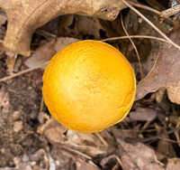 Pulveroboletus curtisii image