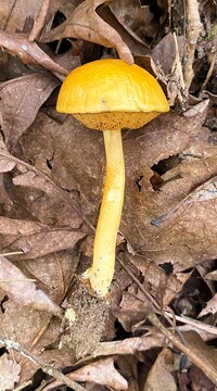 Pulveroboletus curtisii image