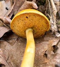 Pulveroboletus curtisii image