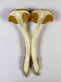 Pulveroboletus curtisii image