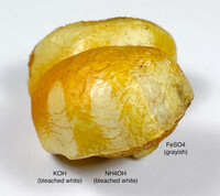 Pulveroboletus curtisii image