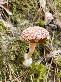 Boletellus ananas image