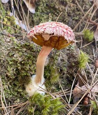 Boletellus ananas image