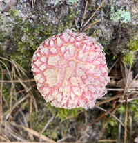 Boletellus ananas image