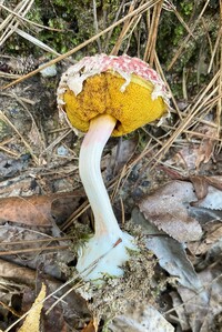 Boletellus ananas image