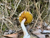 Boletellus ananas image