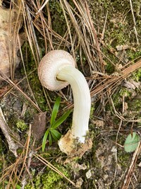 Boletellus ananas image