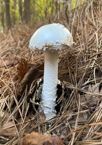 Amanita subcokeri image