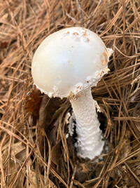 Amanita subcokeri image