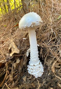 Amanita subcokeri image