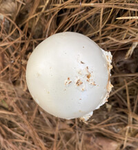 Amanita subcokeri image