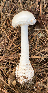 Amanita subcokeri image