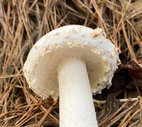 Amanita subcokeri image