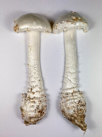 Amanita subcokeri image