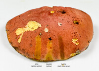 Pulchroboletus sclerotiorum image