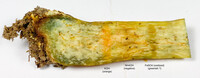 Pulchroboletus sclerotiorum image