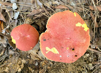 Pulchroboletus sclerotiorum image