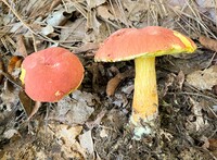 Pulchroboletus sclerotiorum image