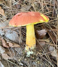 Pulchroboletus sclerotiorum image