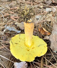 Pulchroboletus sclerotiorum image