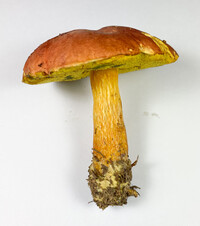 Pulchroboletus sclerotiorum image