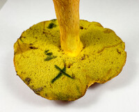 Pulchroboletus sclerotiorum image