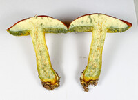 Pulchroboletus sclerotiorum image