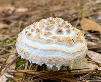 Amanita hesleri image