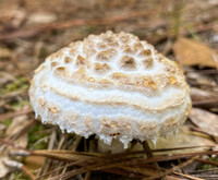 Amanita hesleri image