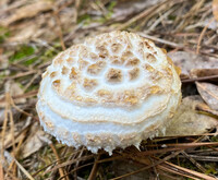 Amanita hesleri image