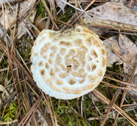 Amanita hesleri image